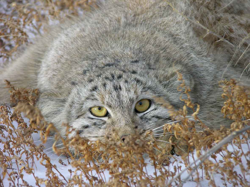 Illustration for article titled Caturday - Octolobus manul Edition